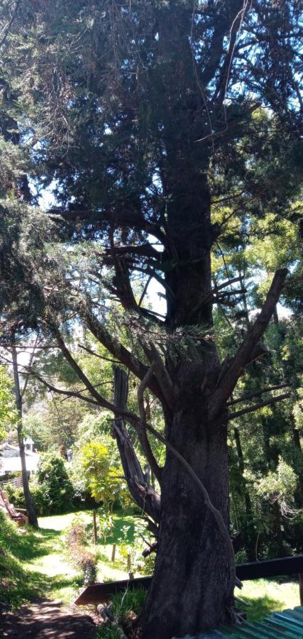 En El Pinar * La Calera